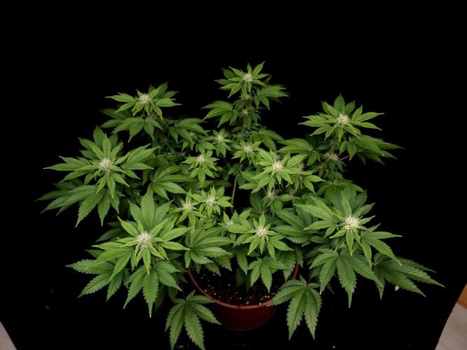 Skunk. Week 11