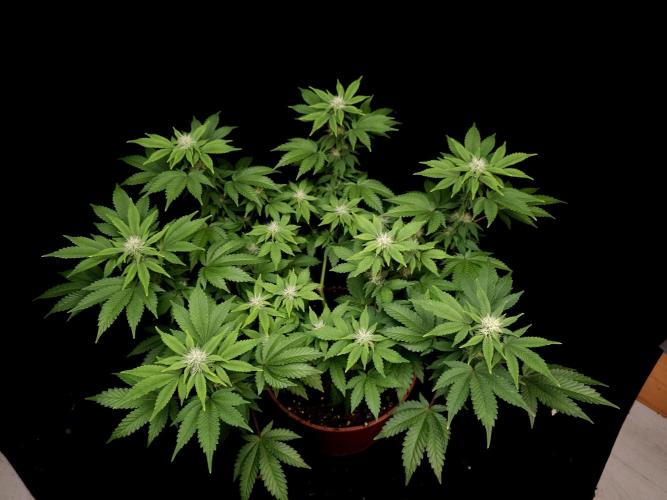 Skunk. Week 11
