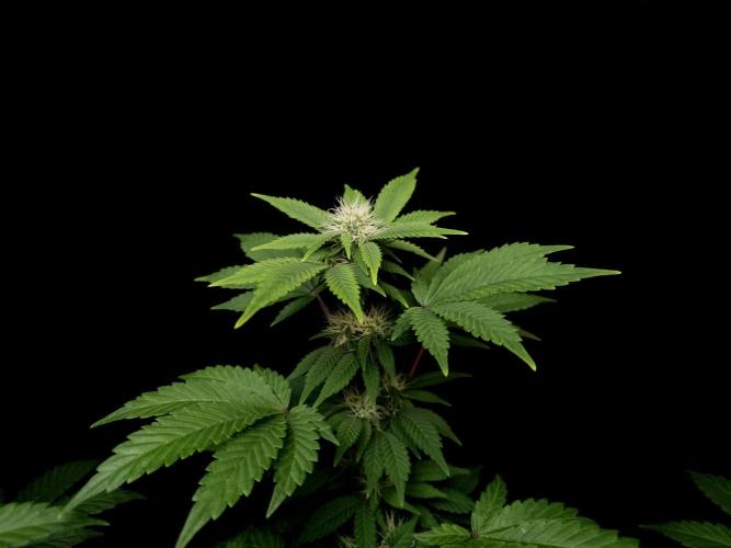 Skunk. Week 11