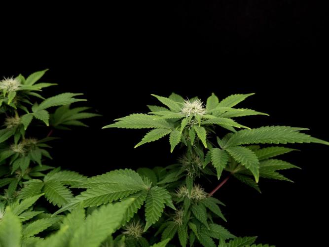Skunk. Week 11