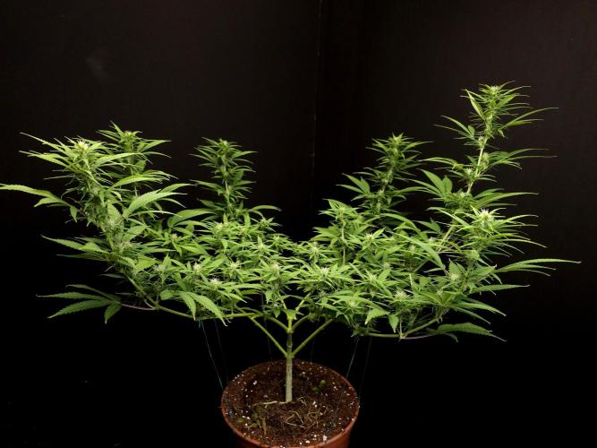 Power plant. Week 11