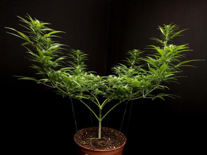 Power plant. Week 11