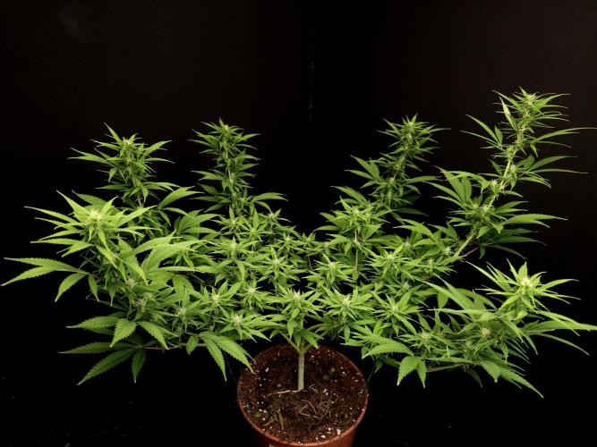 Power plant. Week 11