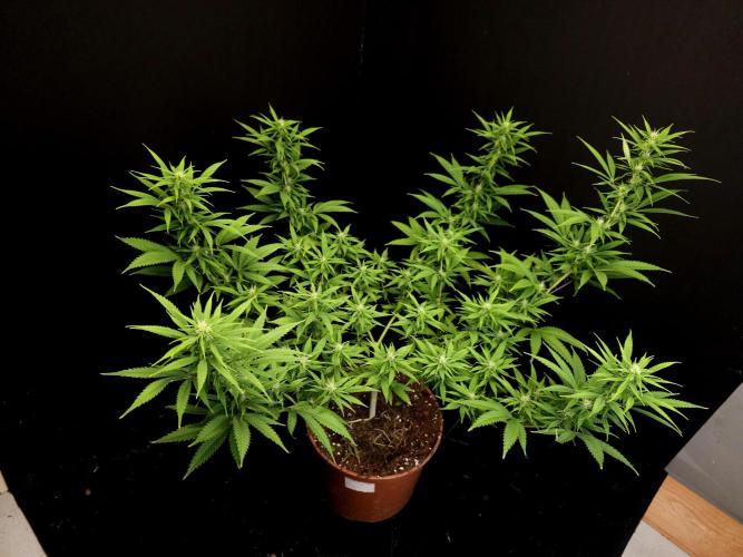 Power plant. Week 11
