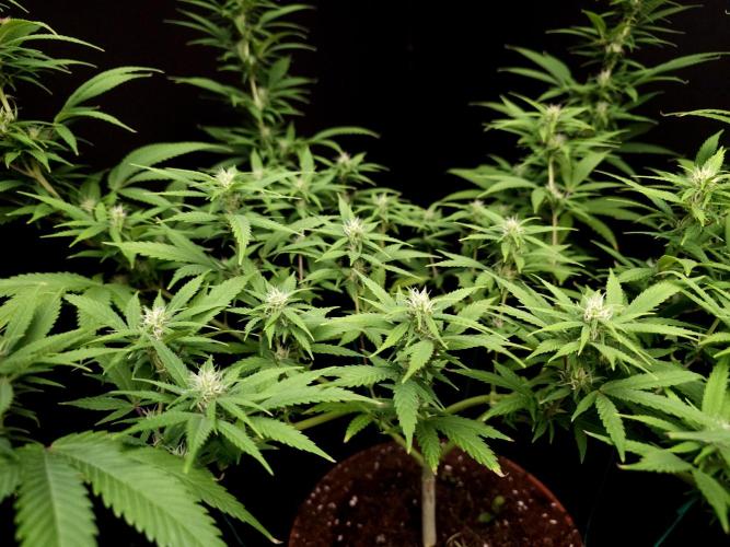Power plant. Week 11