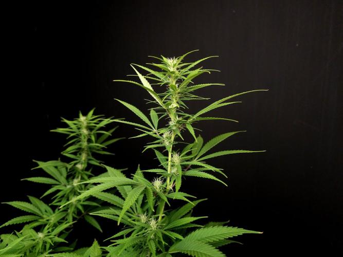 Power plant. Week 11