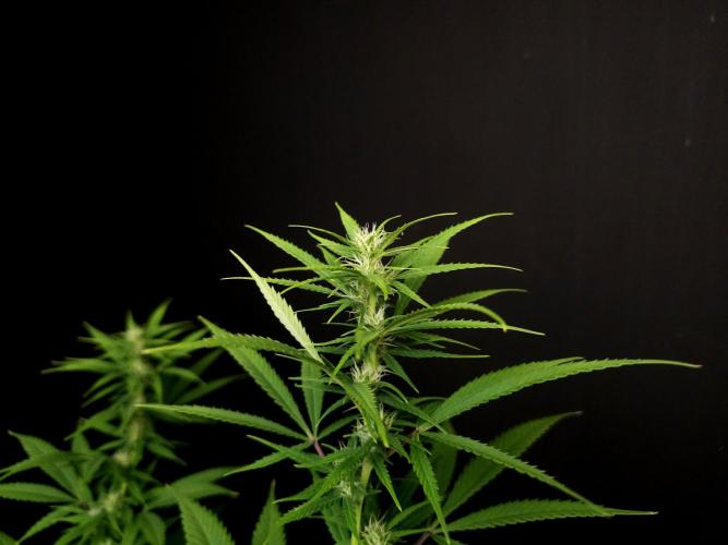 Power plant. Week 11