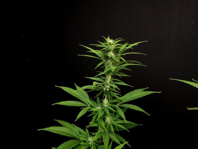 Power plant. Week 11
