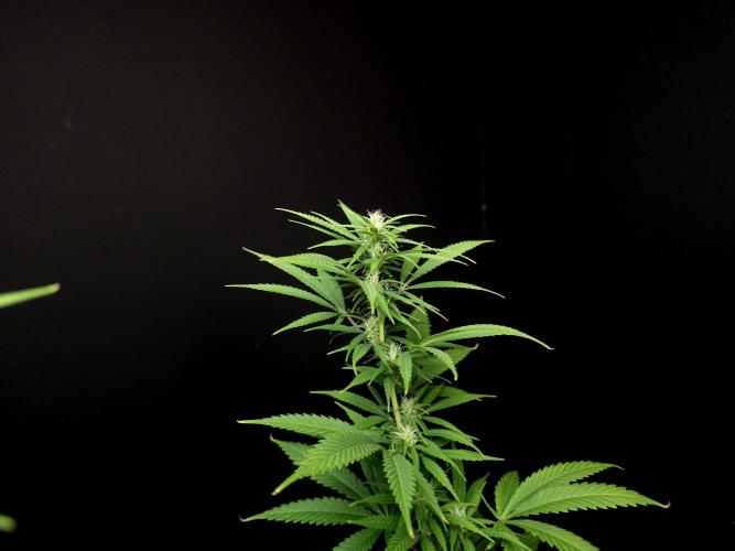 Power plant. Week 11