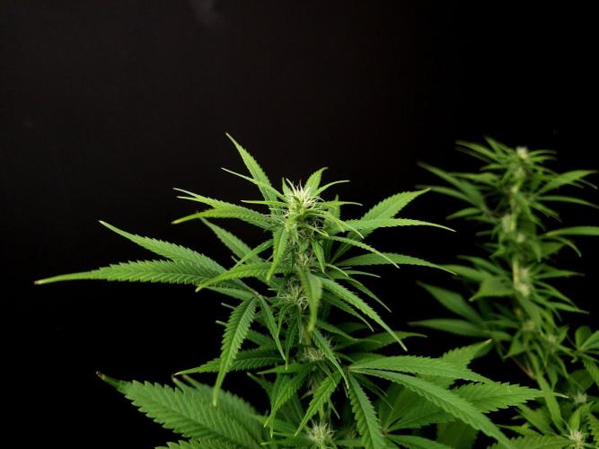 Power plant. Week 11