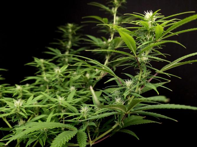 Power Plant. Week 11