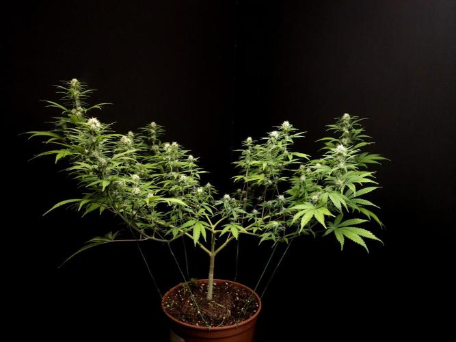 Zkittlez. Week 11