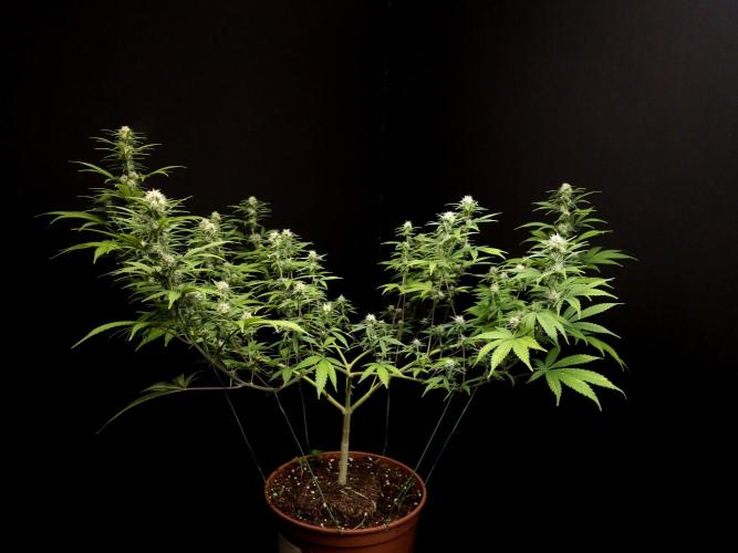 Zkittlez. Week 11