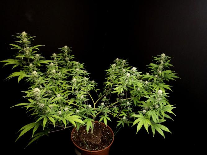 Zkittlez. Week 11
