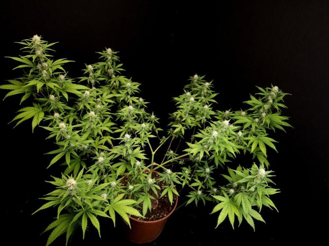 Zkittlez. Week 11