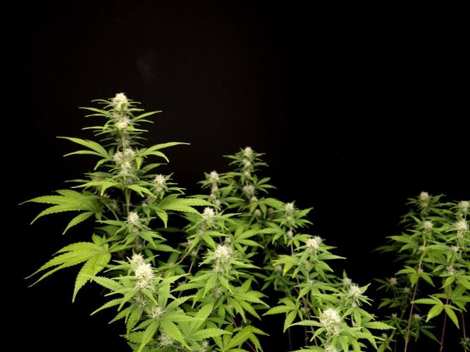 Zkittlez. Week 11