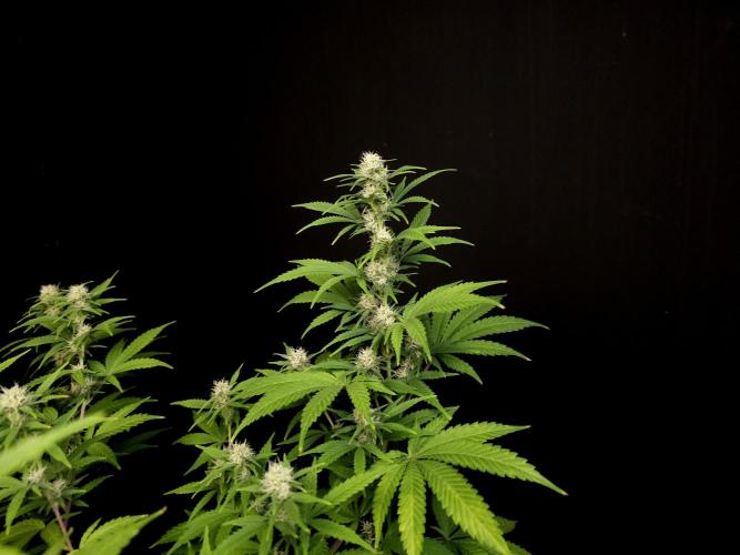 Zkittlez. Week 11