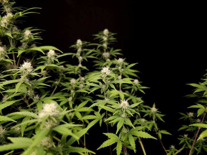 Zkittlez. Week 11