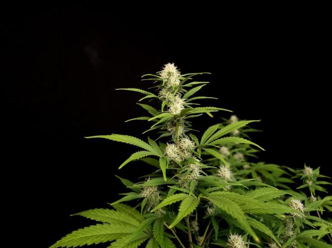 Zkittlez. Week 11