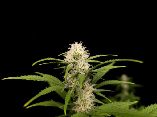 Zkittlez. Week 11