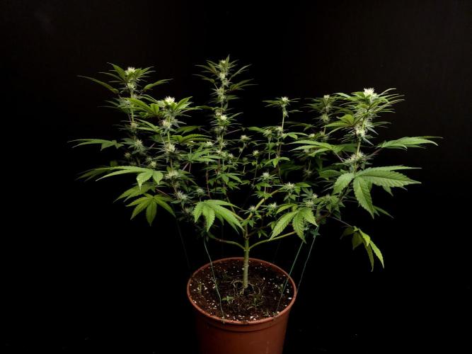 Girl Scoute Cookies. Week 11