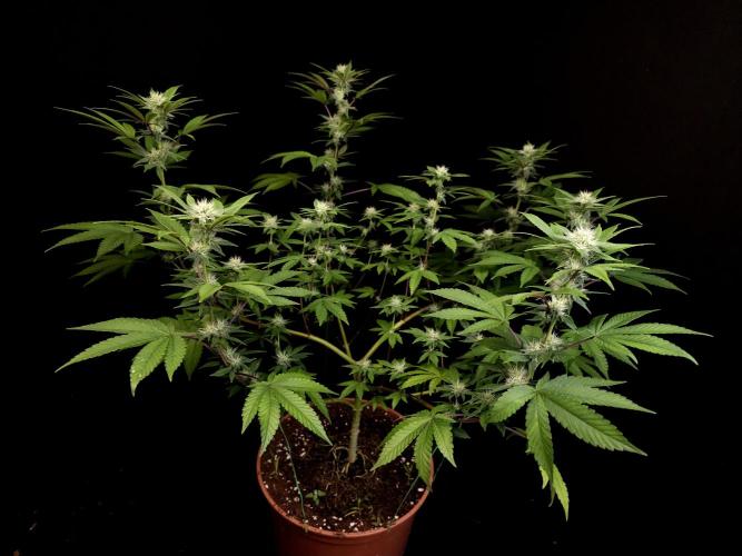 Girl Scoute Cookies. Week 11