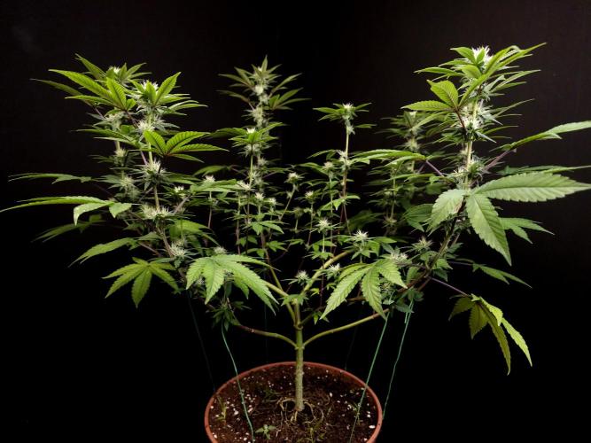 Girl Scoute Cookies. Week 11