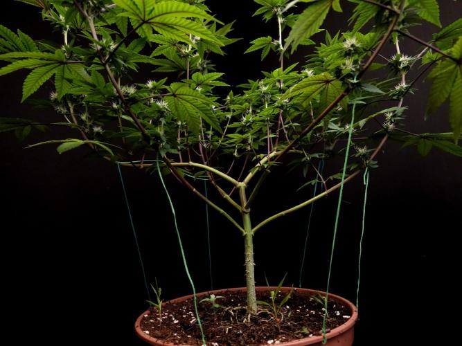 Girl Scoute Cookies. Week 11