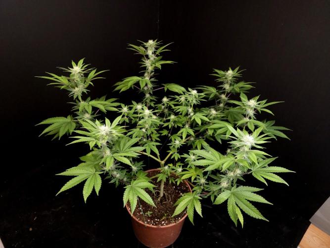Girl Scoute Cookies. Week 11