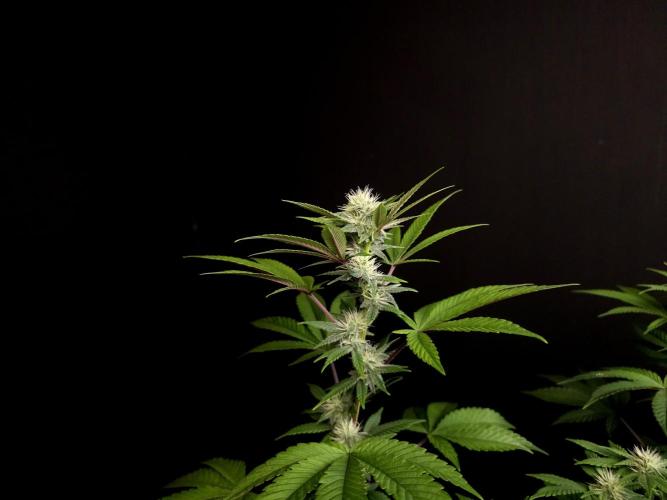 Girl Scoute Cookies. Week 11