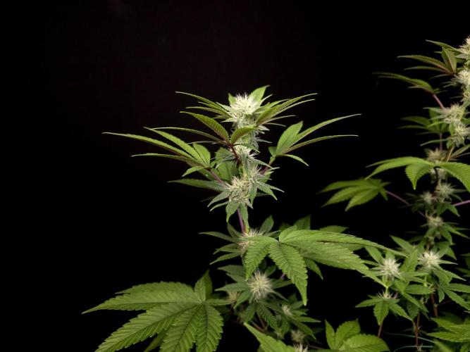 Girl Scoute Cookies. Week 11