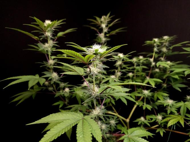 Girl Scoute Cookies. Week 11