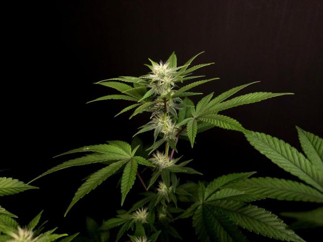 Girl Scoute Cookies. Week 11