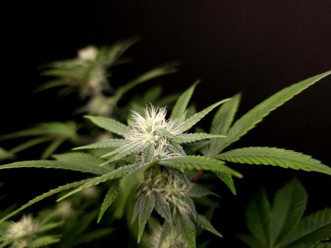 Girl Scoute Cookies. Week 11