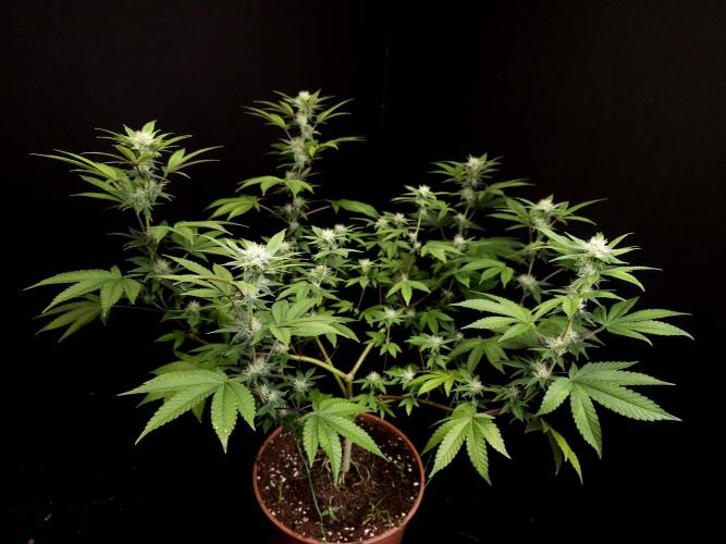 Girls Scout Cookies. Week 11