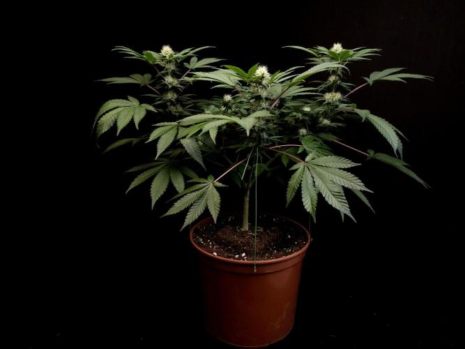 White Widow. Week 11