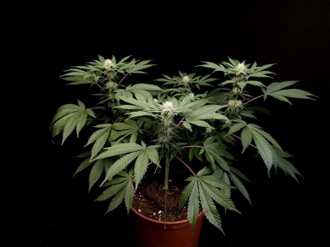 White Widow. Week 11
