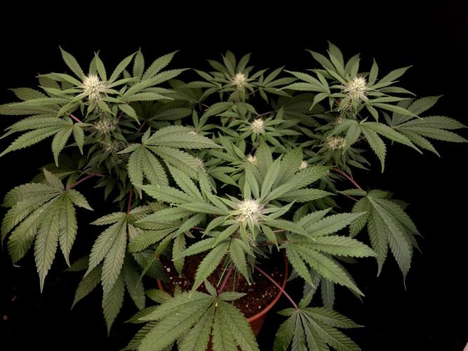White Widow. Week 11