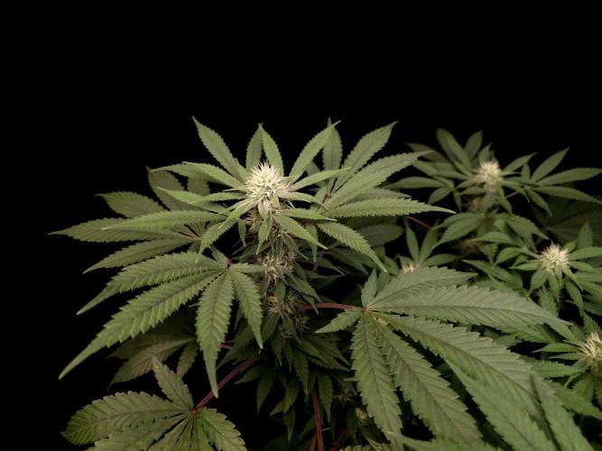 White Widow. Week 11