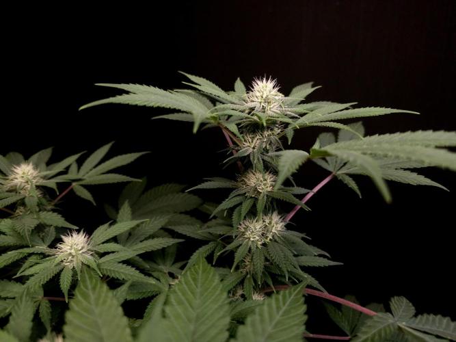 White Widow. Week 11