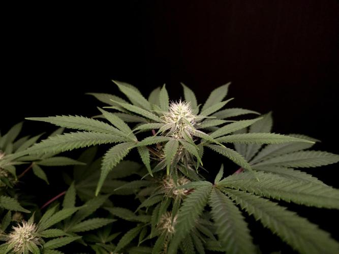 White Widow. Week 11