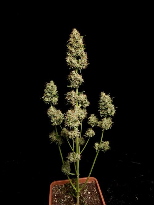 Zkittlez automatic. Week 11