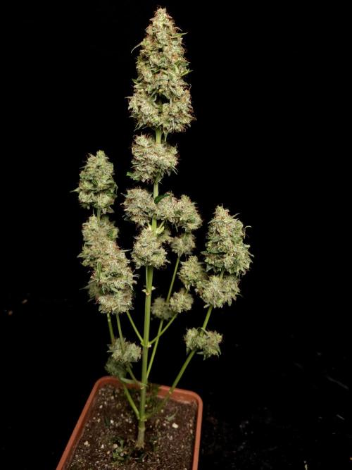 Zkittlez automatic. Week 11