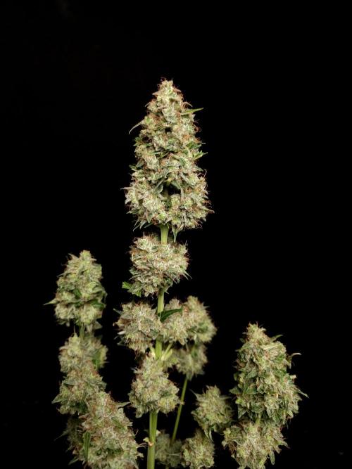 Zkittlez automatic. Week 11