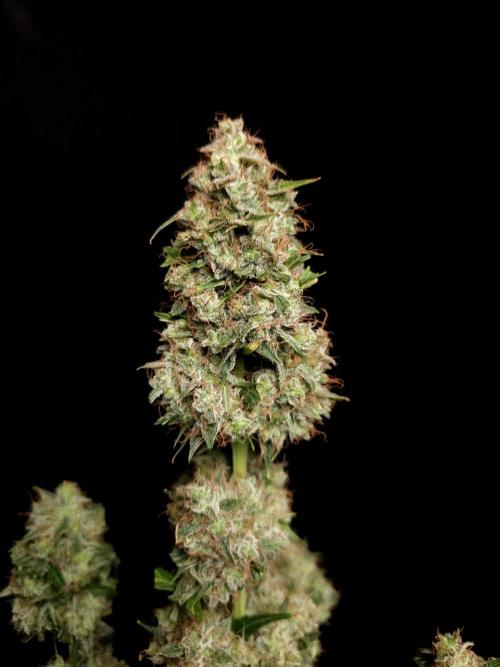 Zkittlez automatic. Week 11