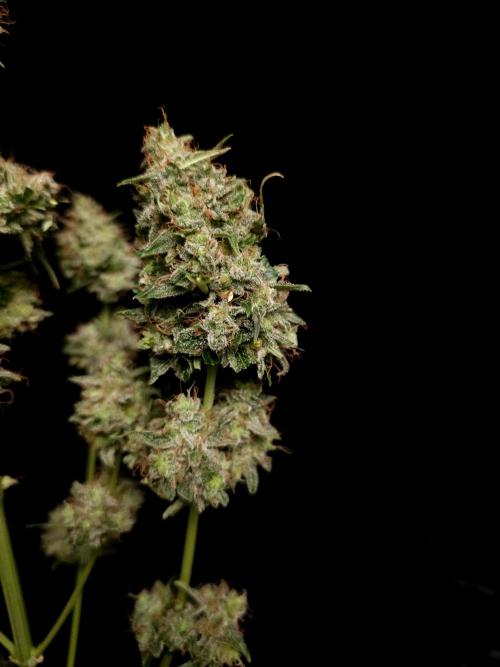 Zkittlez automatic. Week 11