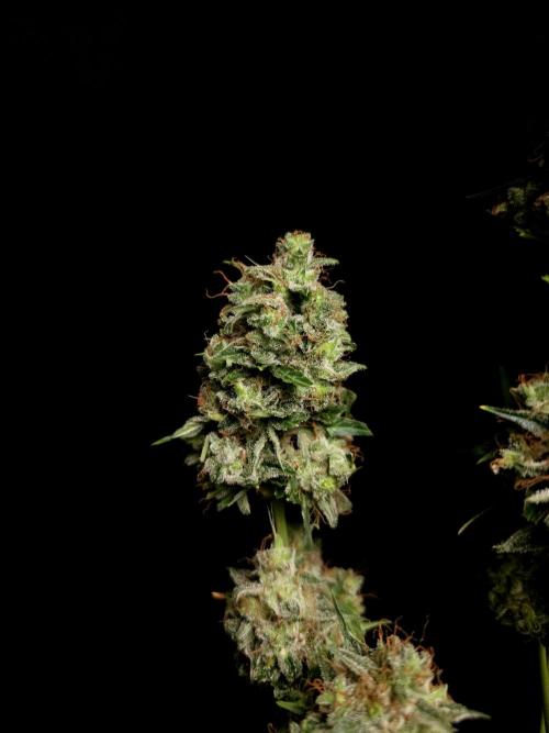 Zkittlez Automatic. Week 11
