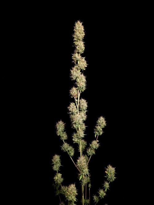 Zkittlez automatic 2. Week 11