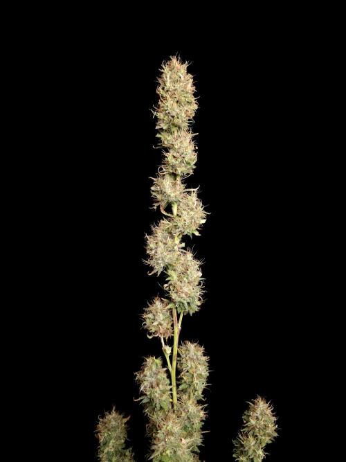 Zkittlez automatic 2. Week 11