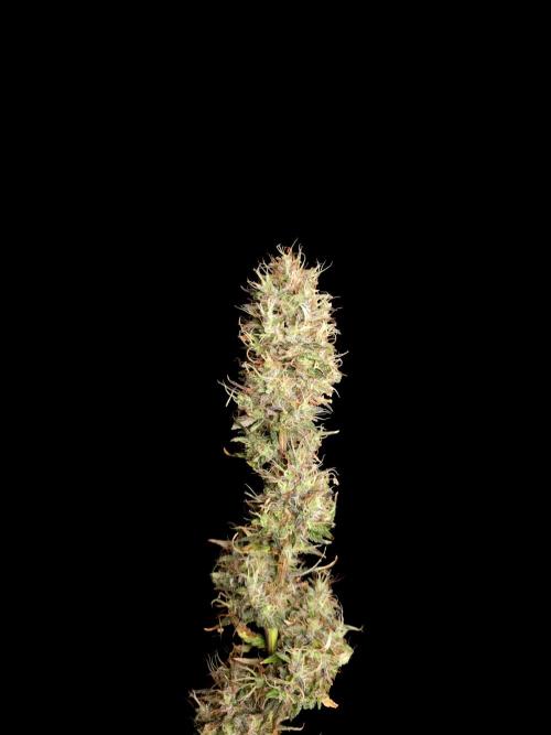 Zkittlez automatic 2. Week 11